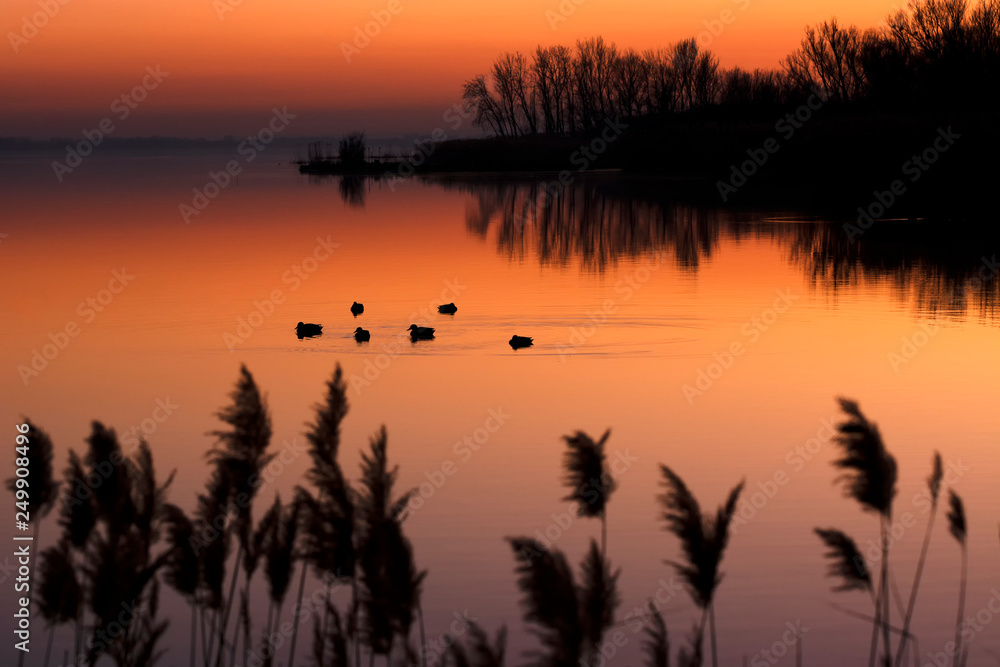 Ducks on Lake Balaton in sunset , Hungary Ducks on Lake Balaton in sunset , Hungary