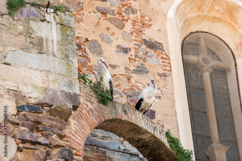 Storks perched on the roofs of a church in Medellin photo