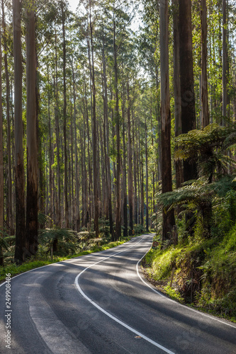 Road through a temperate rainforest near Melbourne in Victoria, Australia