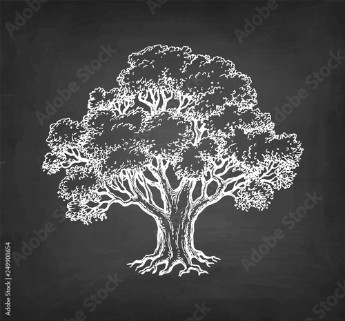 Chalk sketch of oak tree.