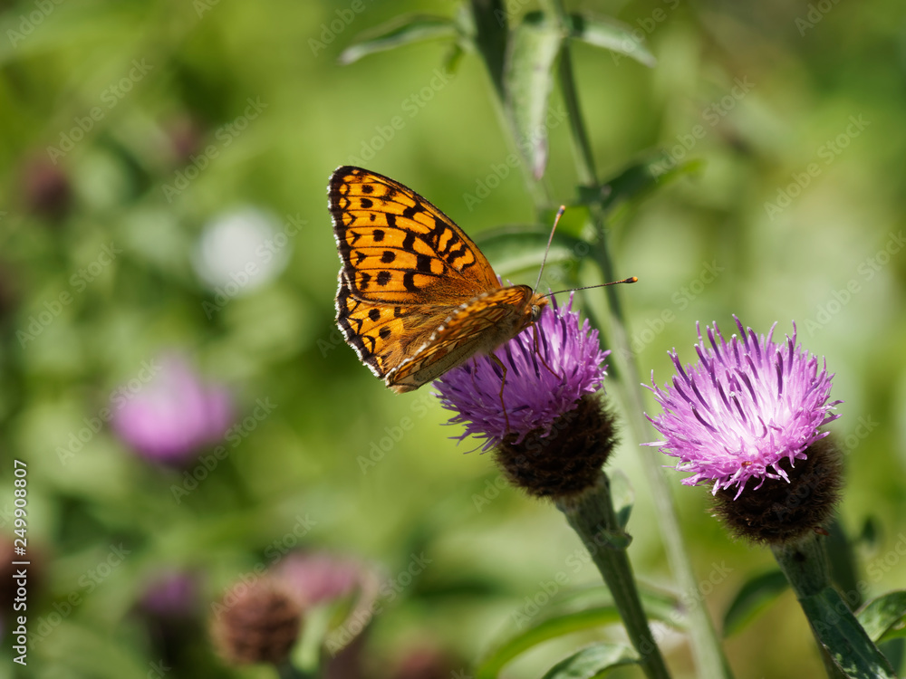 Argynnis aglaja - Le papillon Grand nacré ou l'Aglaé ailes ouvertes butinant sur une fleur. Argynnis aglaja - Le papillon Grand nacré ou l'Aglaé ailes ouvertes butinant sur une fleur.