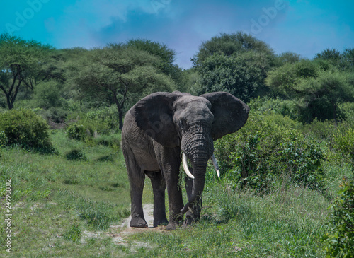 Bull African elephant roaming the African savannah in Tarangire of Tanzania  Africa