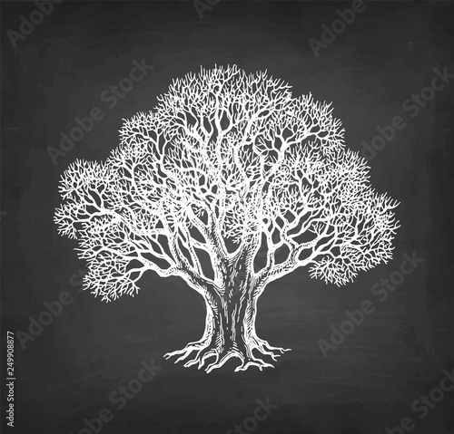 Chalk sketch of oak without leaves.