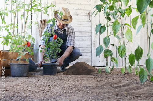 man plant out tomatoes from the pots into the soil of the vegetable garden, works to grow and produce more, image with copy space