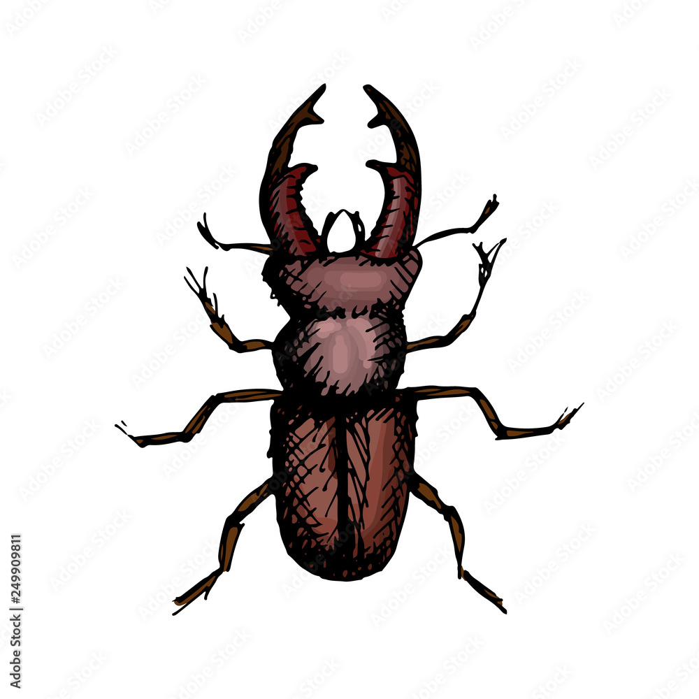 Fototapeta premium vector illustration of a stag beetle drawn by hand in the style of doodle, vintage