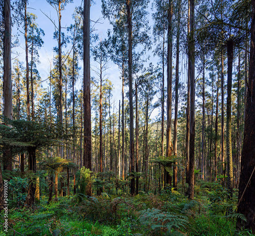 View of a beautiful temperate rainforest near Melbourne in Victoria  Australia