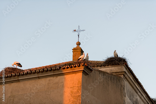 Storks perched on the roofs of a church in Medellin, photo