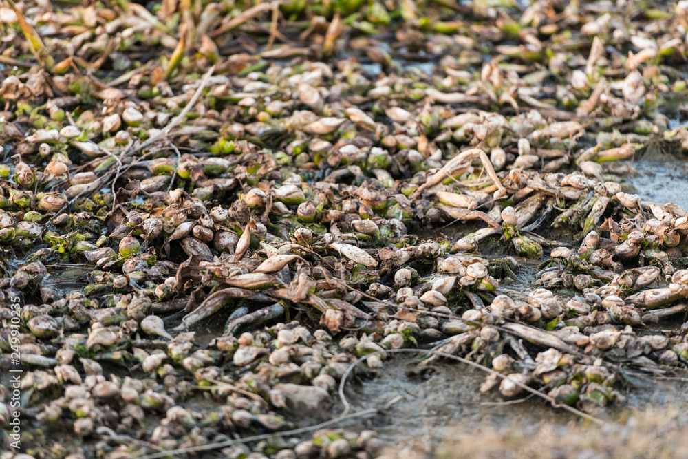 Dead remains of common water hyacinth, camalote, in the Guadiana river on its way through Medellin Dead remains of common water hyacinth, camalote, in the Guadiana river on its way through Medellin