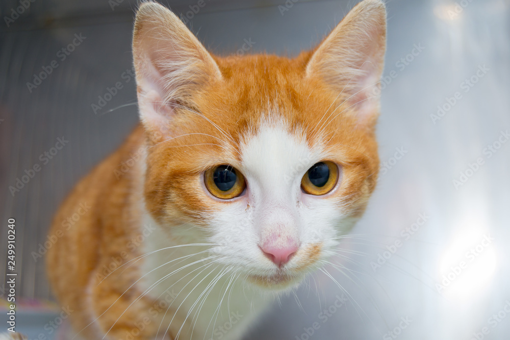 Orange kitten portrait at the veterinary clinic