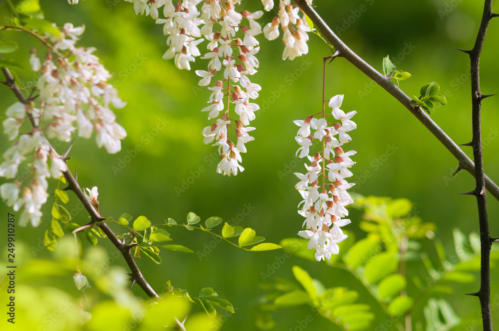 Flowering branches of white acacia in spring. Flowering branches of white acacia in spring.