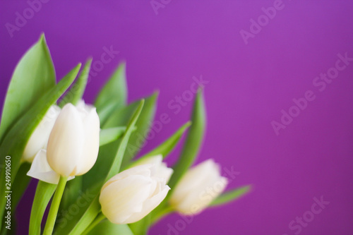 Spring colorful concept: bouquet of the white tulips, selective focus, purple background, free copy space