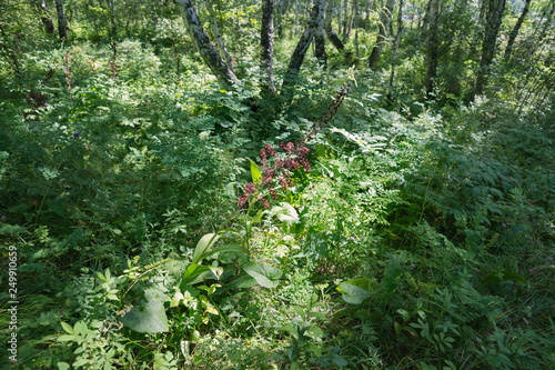 The wild plant of the black false hellebore (Veratrum nigrum L.) blooms in the birch forest in its natural environment. photo