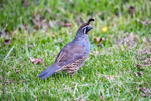 California quail - Callipepla californica male in the green grass in New Zealand. This bird originally lived in America, was introducated to Australia, New Zealand.