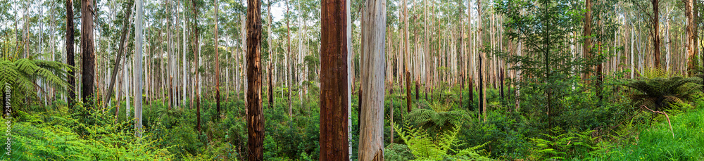 View of a beautiful temperate rainforest near Melbourne in Victoria, Australia View of a beautiful temperate rainforest near Melbourne in Victoria, Australia