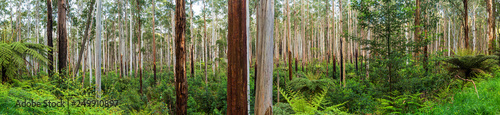 View of a beautiful temperate rainforest near Melbourne in Victoria, Australia