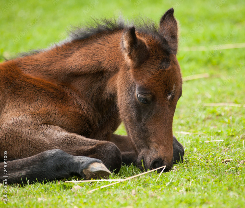 Young sporthorse foal lying on meadow and sleep Young sporthorse foal lying on meadow and sleep