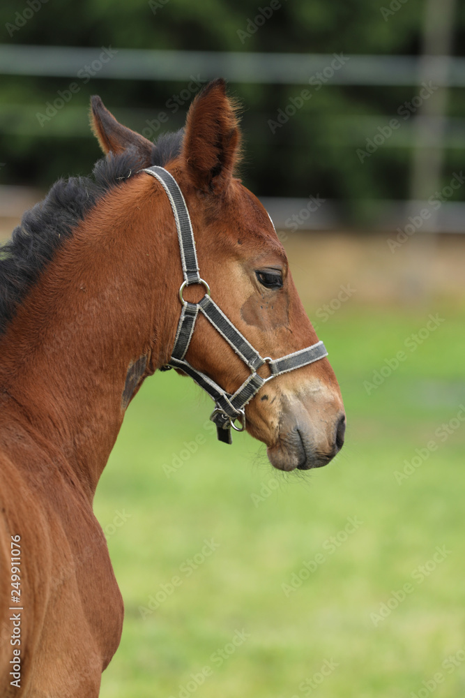 Head of young foal of sport horse Head of young foal of sport horse