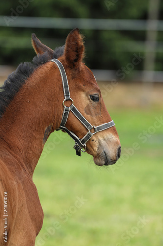 Head of young foal of sport horse