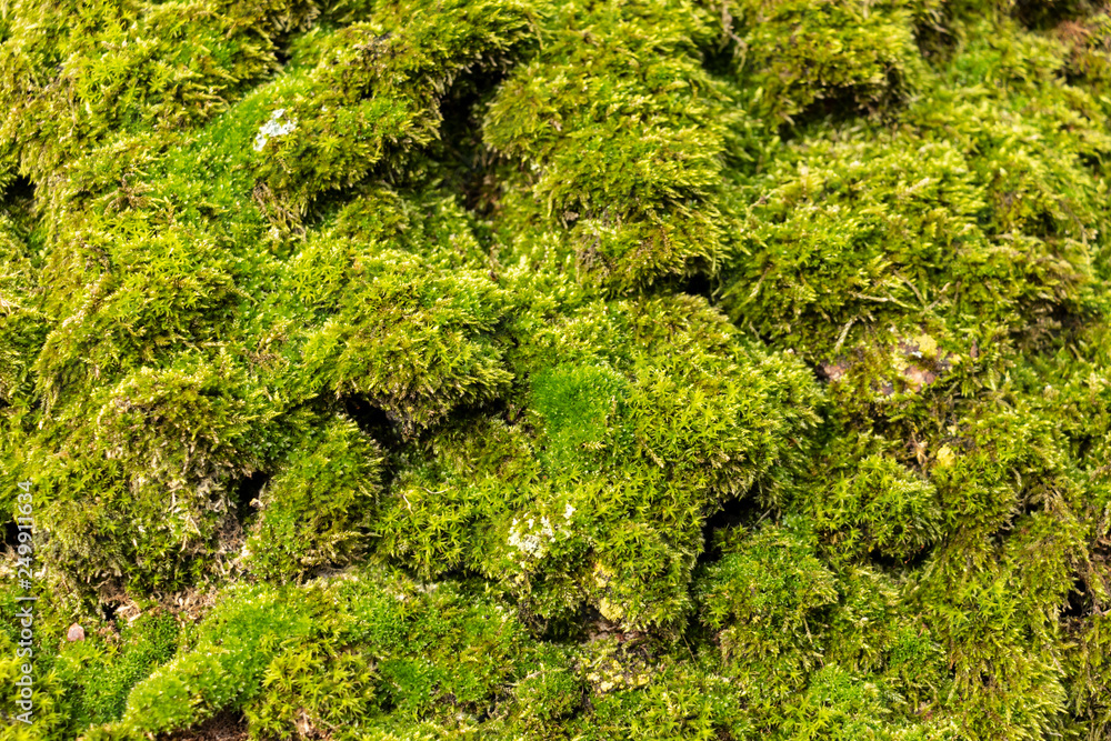 Moos auf Rinde Moos auf Rinde