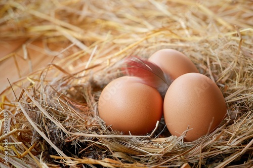 Sunlight on surface of three brown eggs with chicken feather in hay nest with straw on wooden plank background, close up and blurred background