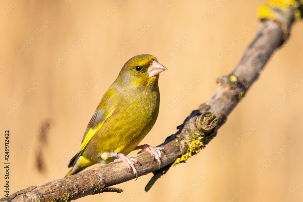 Greenfinch, Carduelis chloris, perched on a mossy branch 