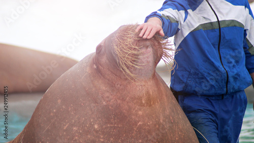 Walrus in the wild and man. Friendship.