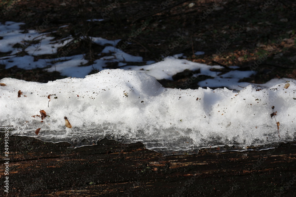 Fototapeta premium Spring came in the forest. The snow melted. The icy snow remained lying only on the fallen tree.