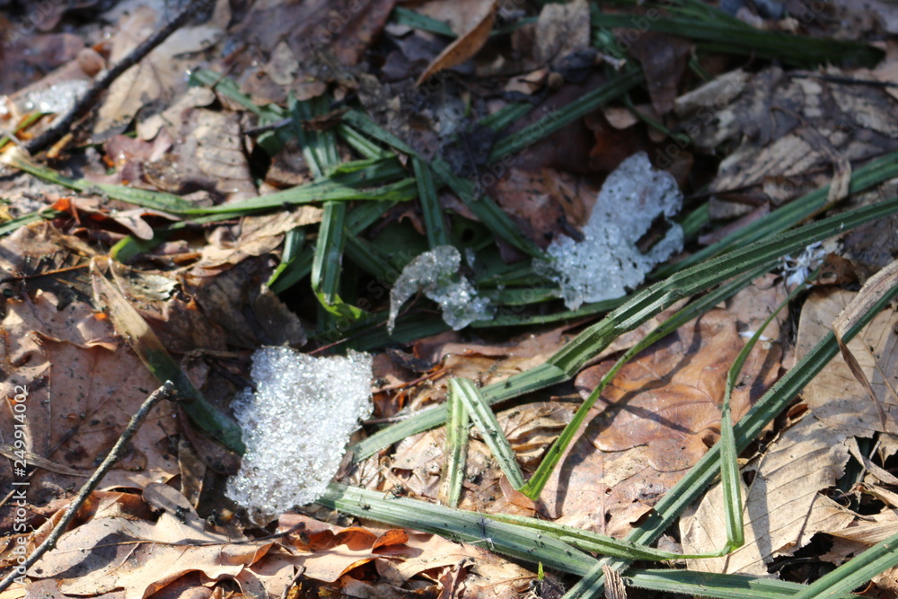  Young green grass grows through the snow and last year’s dry leaves