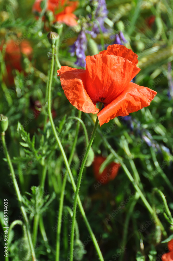 Fototapeta premium Klatschmohn