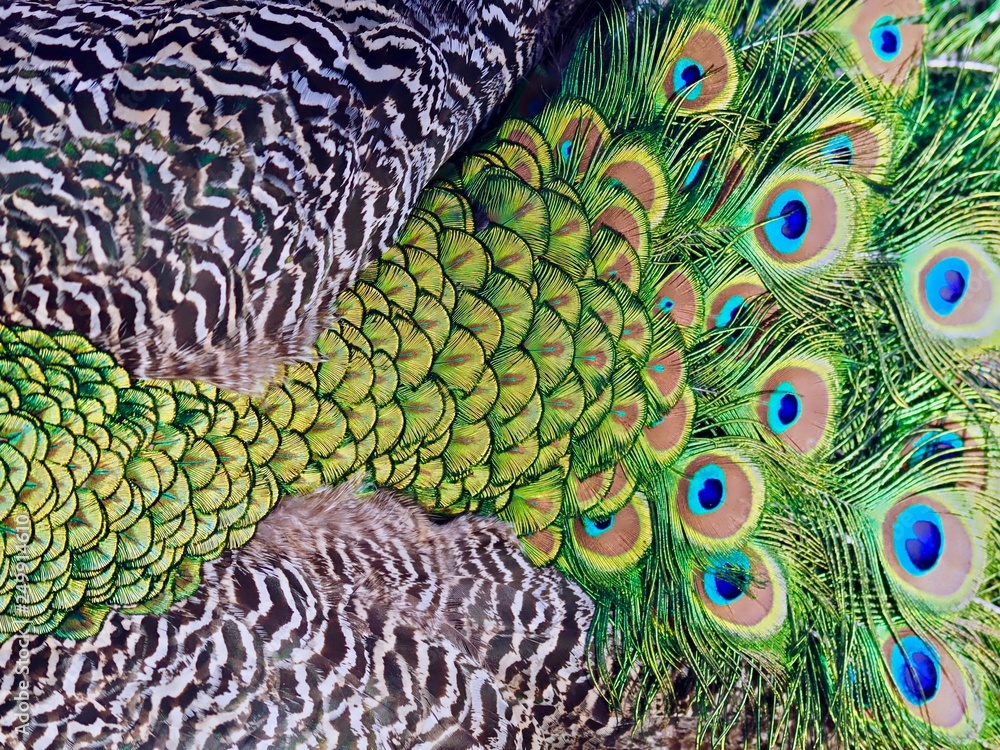 Obraz premium Beautiful Macro of peacock feathers
