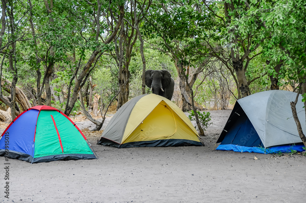 An elephant observes the tents of tourists in a camp site of Chobe National Park in Botswana