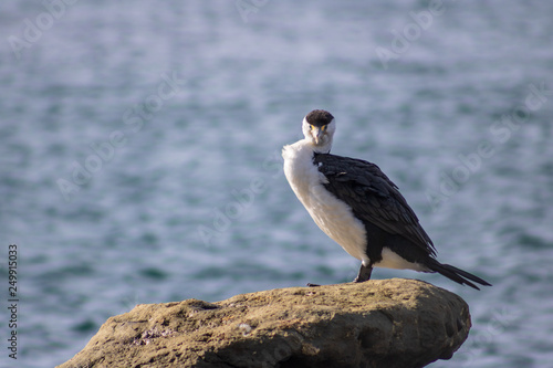 Pied shag seabird, looking out for prey in the water while sitting on a rock in the Kaikoura shore in New Zealand