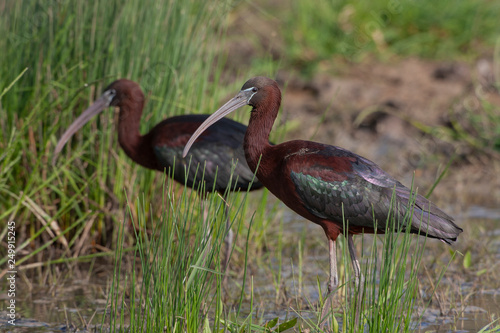 Glossy Ibis birds