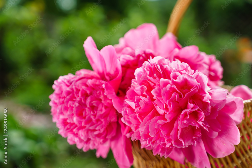nice peonies nice peonies