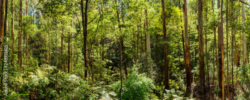 Panoramic view of a beautiful temperate rainforest near Melbourne in Victoria, Australia