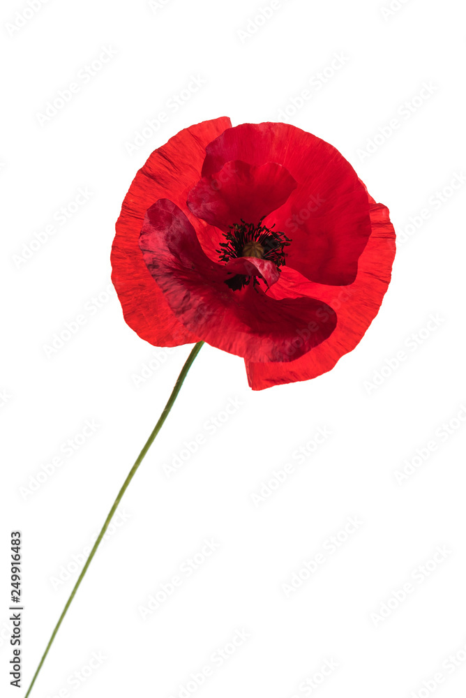Obraz premium poppy flower on the white background