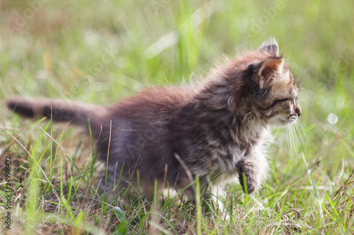 fluffy kitten alone in the grass in summer