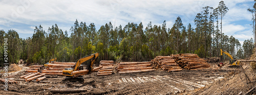 Foto Panoramic view of forestry equipment moving timber at a coupe in Victoria Austra