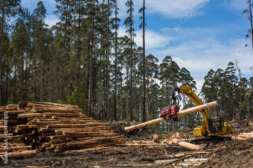 Fotografi View of forestry equipment moving timber at a coupe in Victoria Australia