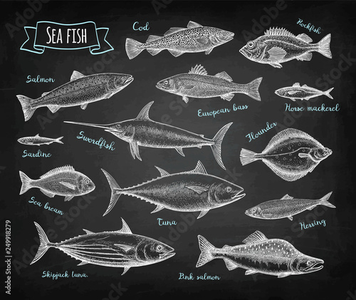 Fish big set on blackboard.