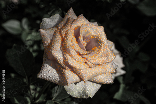 Rose with low saturation of yellow color with increased color in drops of dew.