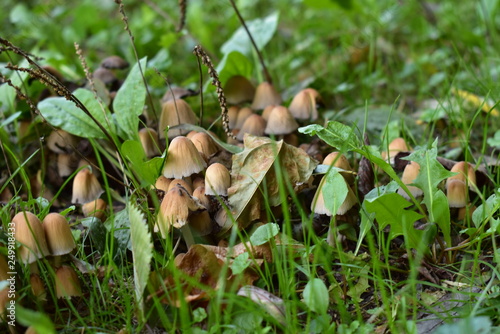 mushrooms on the grass