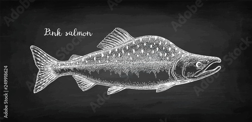 Chalk sketch of pink salmon.