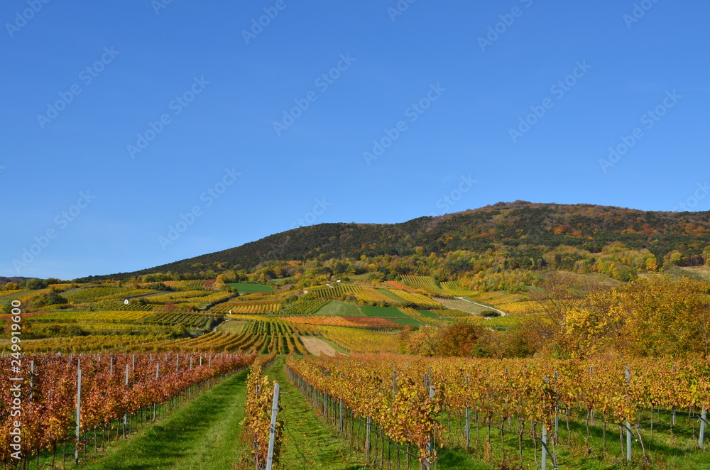 Hügelige Weinlandschaft mit blauem Himmel