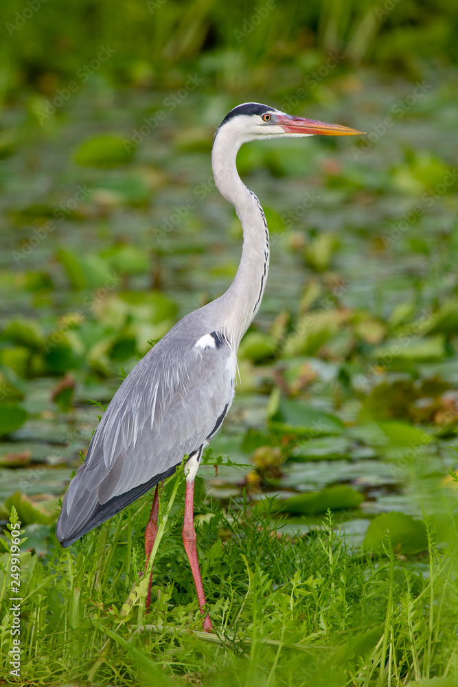 Grey Heron (Ardea cinerea) sitting at a small pond on Praslin, Seychelles in the Indian Ocean. Grey Heron (Ardea cinerea) sitting at a small pond on Praslin, Seychelles in the Indian Ocean.