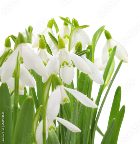 Snowdrops  Galanthus nivalis  on white background