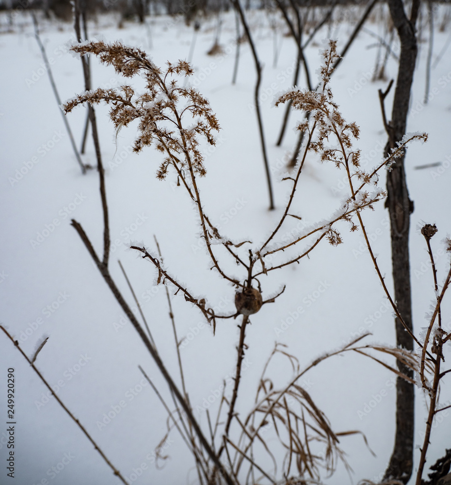 Winter landscape flower Winter landscape flower