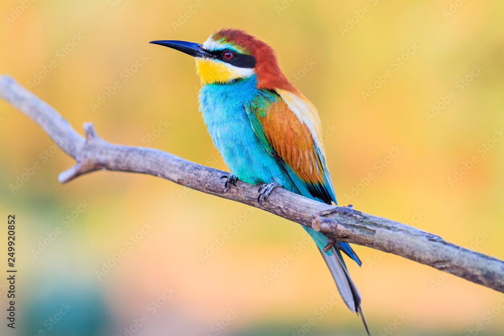 Obraz premium bird with colored plumage on a spring day