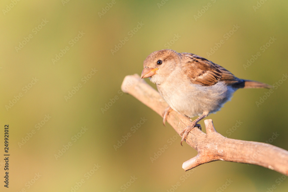 spring sparrow sitting on a branch spring sparrow sitting on a branch