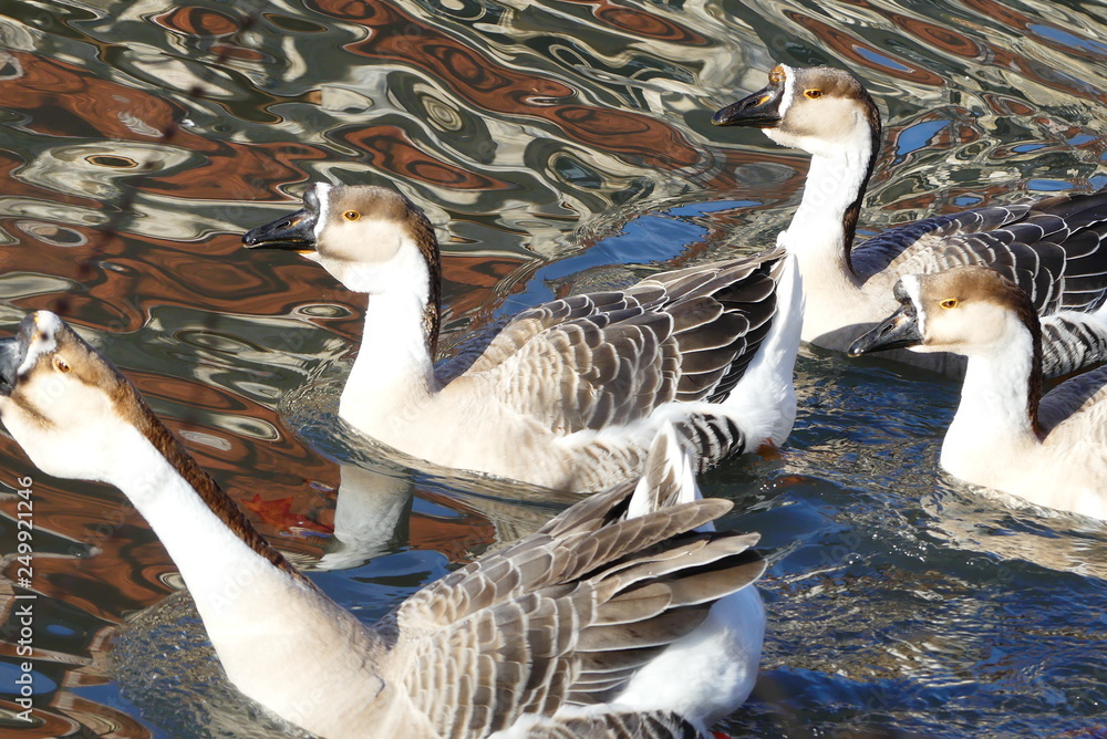 Obraz premium Höckergänse